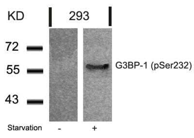 Western Blot: G3BP1 [p Ser232] Antibody [NB100-81931]