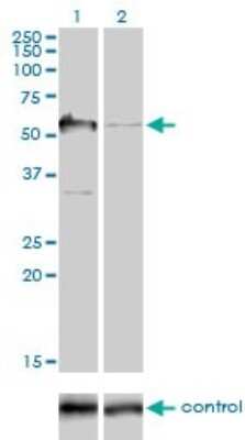 Western Blot: G3BP1 Antibody (2F3) [H00010146-M01]
