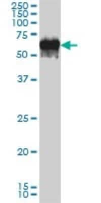 Western Blot: G3BP1 Antibody (2F3) [H00010146-M01]