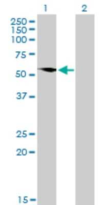 Western Blot: G3BP1 Antibody (2F3) [H00010146-M01]
