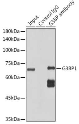 Immunoprecipitation: G3BP1 Antibody (5A4T0) [NBP3-16302]