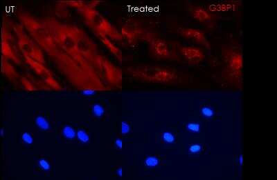 Immunocytochemistry/ Immunofluorescence: G3BP1 Antibody [NBP1-18922]
