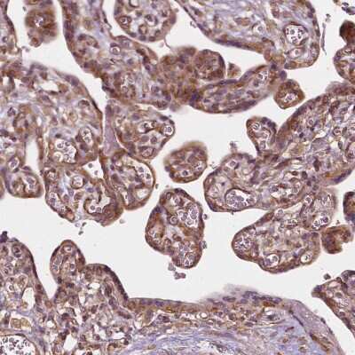 Immunohistochemistry-Paraffin: G3BP1 Antibody [NBP1-83404]