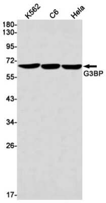 Western Blot: G3BP1 Antibody (S09-5B9) [NBP3-15030]