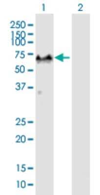 Western Blot: G3BP1 Antibody [H00010146-B01P]