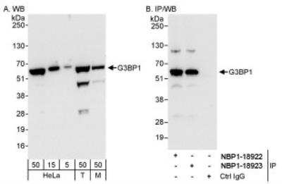 Western Blot: G3BP1 Antibody [NBP1-18922]
