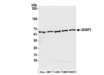 Western Blot: G3BP1 Antibody [NBP1-18922]