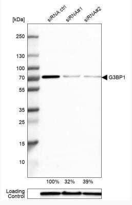 Western Blot: G3BP1 Antibody [NBP1-83404]