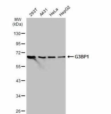 Western Blot: G3BP1 Antibody [NBP2-16563]