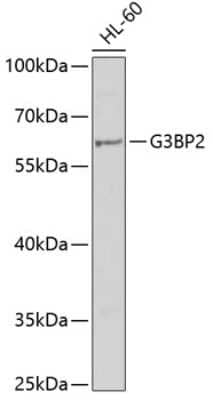 Western Blot: G3BP2 AntibodyBSA Free [NBP3-04715]