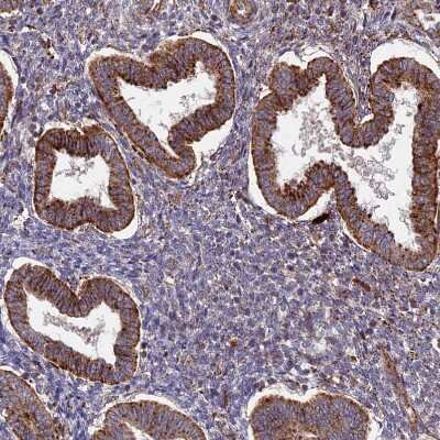 Immunohistochemistry-Paraffin: G5pr Antibody [NBP1-89907]