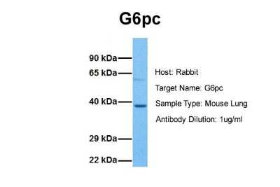 Western Blot: G6PC Antibody [NBP1-80533]