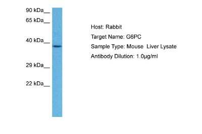 Western Blot: G6PC Antibody [NBP1-80533]