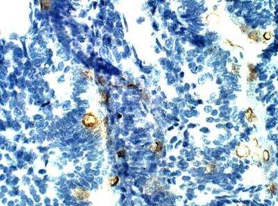 Immunohistochemistry-Paraffin: G6PC2 Antibody [NBP3-12306]