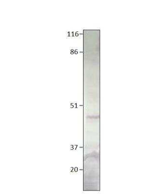 Western Blot: G6PC2 Antibody [NBP3-12306]