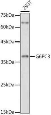 Western Blot: G6PC3 AntibodyAzide and BSA Free [NBP3-03956]