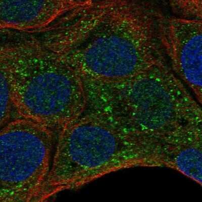 Immunocytochemistry/ Immunofluorescence: G6b/C6orf25 Antibody [NBP2-57672]