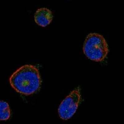 Immunocytochemistry/ Immunofluorescence: G6b/C6orf25 Antibody [NBP3-17186]