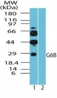 Western Blot: G6b/C6orf25 Antibody [NBP2-24505]