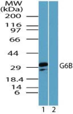 Western Blot: G6b/C6orf25 Antibody [NBP2-24647]