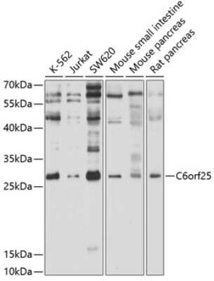 Western Blot: G6b/C6orf25 AntibodyBSA Free [NBP3-03530]