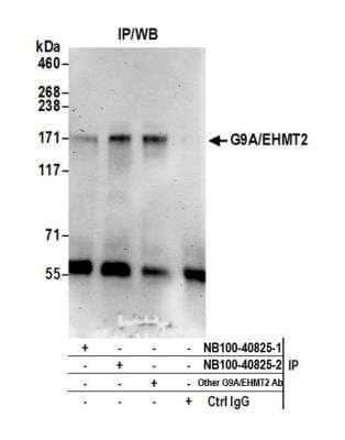 Immunoprecipitation: G9a/EHMT2 Antibody [NB100-40825]