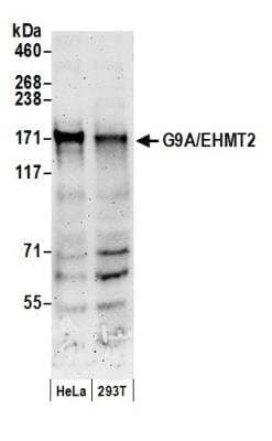 Western Blot: G9a/EHMT2 Antibody [NB100-40825]