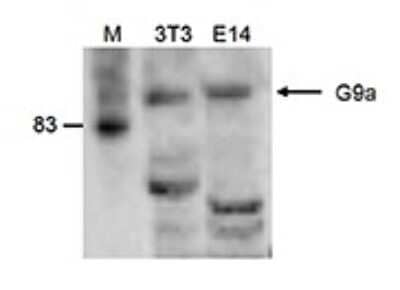 Western Blot: G9a/EHMT2 Antibody [NBP3-18664]