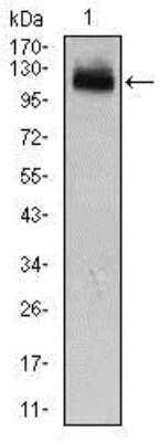 Western Blot: GAB1 Antibody (1A7)BSA Free [NBP2-37742]