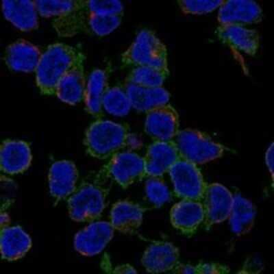 Immunocytochemistry/ Immunofluorescence: GAB1 Antibody [NBP3-17716]