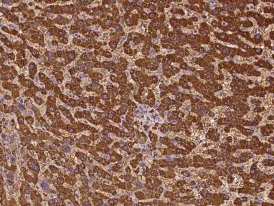 Immunohistochemistry-Paraffin: GAB2 Antibody [NBP2-97204]