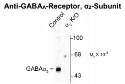 Western Blot: GABA-AR alpha 2 Antibody [NBP2-36560]