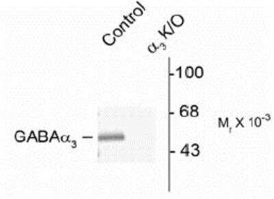 Western Blot: GABA-AR alpha 3 Antibody [NB100-61096]