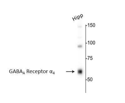 Western Blot: GABA-AR alpha 4 Antibody [NB300-193]