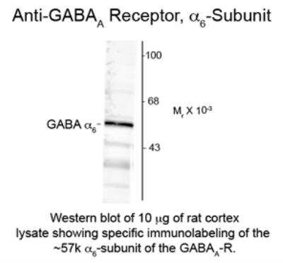 Western Blot: GABA-AR alpha 6 AntibodyAzide and BSA Free [NB300-150]