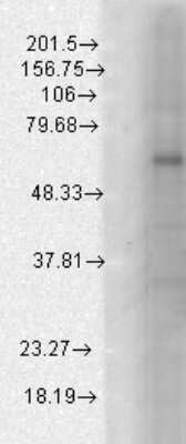 Western Blot: GABA-A R beta 1 Antibody (S96-55) [NBP1-48319]