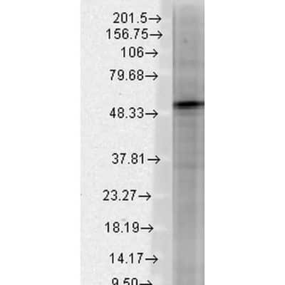 Western Blot: GABA-A R beta 3 Antibody (N87/25) [NBP1-47613]