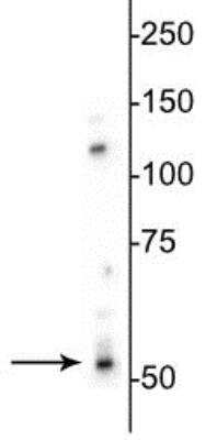 Western Blot: GABA-A R beta 3 Antibody [NB300-199]