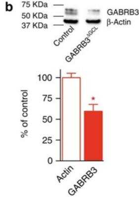 Western Blot: GABA-A R beta 3 Antibody [NB300-199]