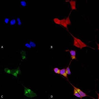 Immunocytochemistry/ Immunofluorescence: GABA-A R delta Antibody (N151/3) [NBP1-47616]