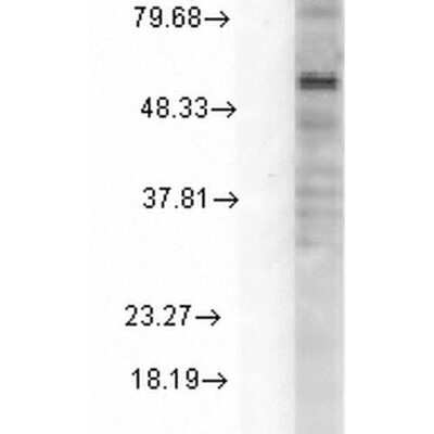 Western Blot: GABA-A R delta Antibody (N151/3) [NBP1-47616]