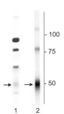 Western Blot: GABA-A R delta Antibody [NB300-200]