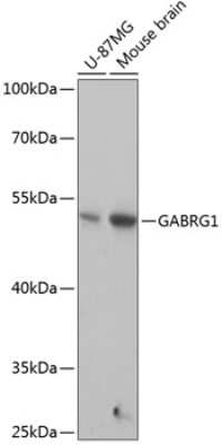 Western Blot: GABA-A R gamma 1 AntibodyAzide and BSA Free [NBP3-03553]