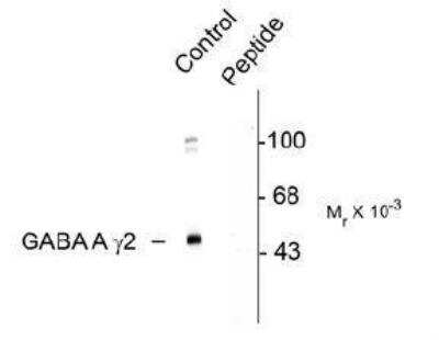 Western Blot: GABA-A R gamma 2 [p Ser327] Antibody [NBP1-28661]