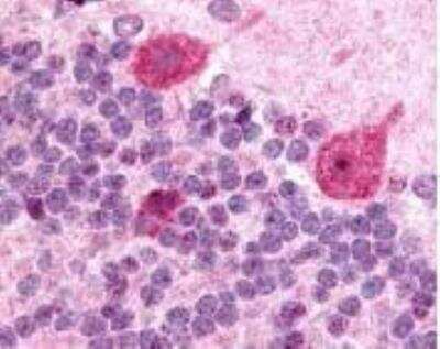 Immunohistochemistry-Paraffin: GABA-A R gamma 2 Antibody - Azide and BSA Free [NB300-151]