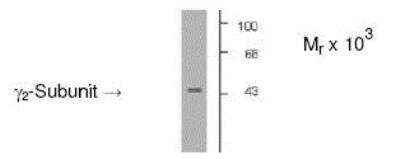 Western Blot: GABA-A R gamma 2 AntibodyAzide and BSA Free [NB300-151]