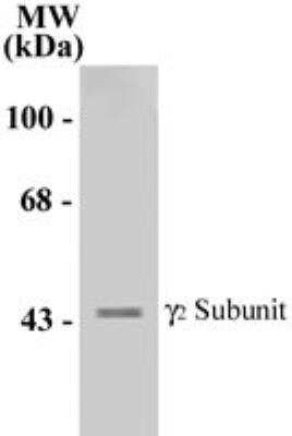 Western Blot: GABA-A R gamma 2 AntibodyAzide and BSA Free [NB300-151]