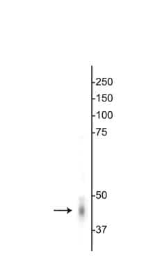 Western Blot: GABA-A R gamma 2 Antibody [NB300-190]