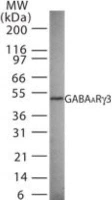 Western Blot: GABA-A R gamma 3 Antibody [NB100-56662]