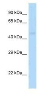 Western Blot: GABA-A R pi Antibody [NBP1-82390]